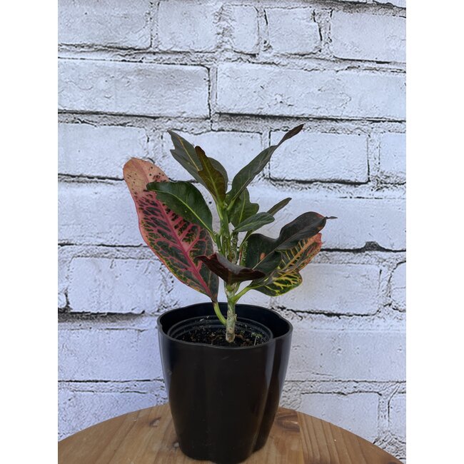 Croton Petra