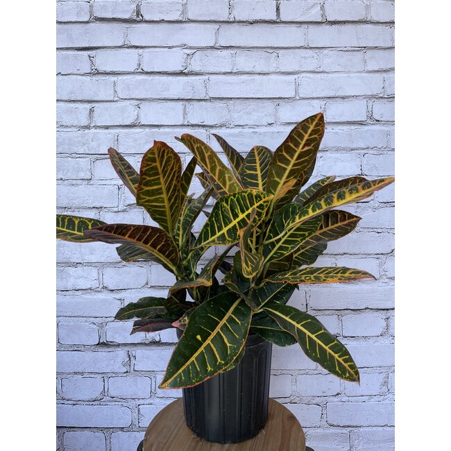 Croton Petra