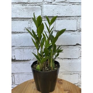 ZZ Plant (Zamioculcas Zamiifolia)