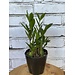 ZZ Plant (Zamioculcas Zamiifolia)