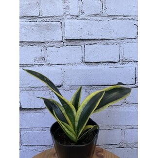 Sansevieria Black Gold