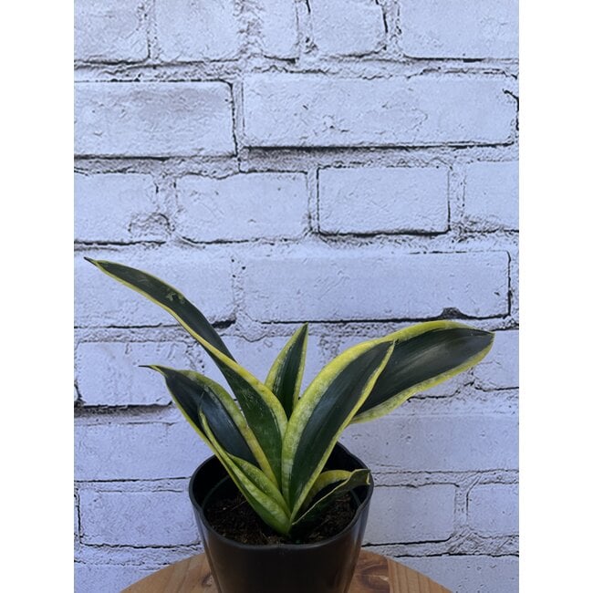 Sansevieria Black Gold