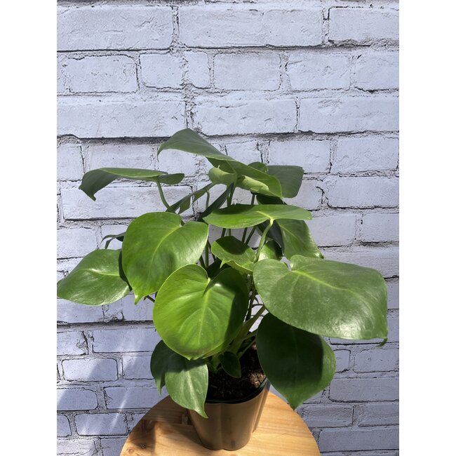 8" Philodendron Monstera