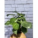 8" Philodendron Monstera