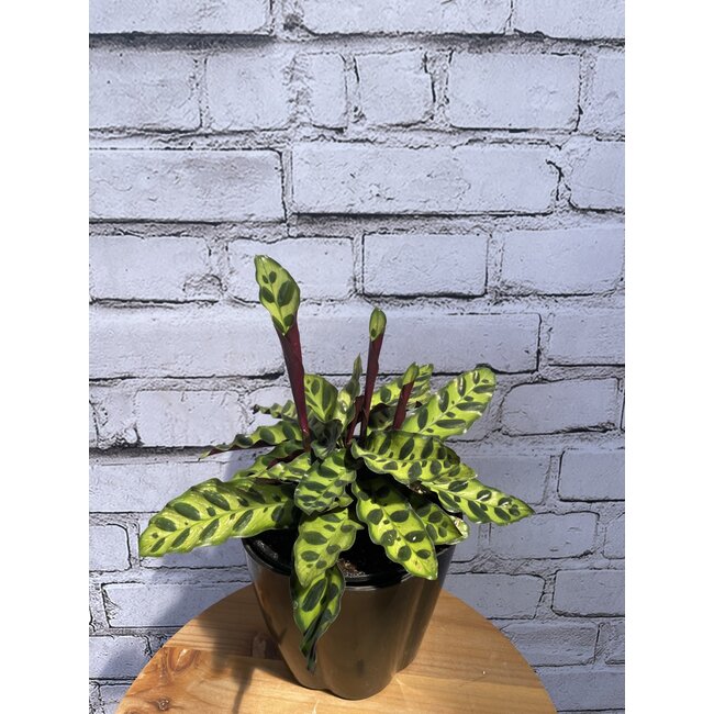 Calathea Rattlesnake