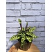 Calathea Rattlesnake