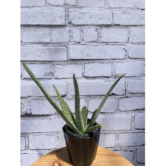 4" Aloe Vera