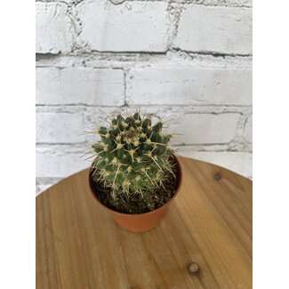 3" Assorted Cactus