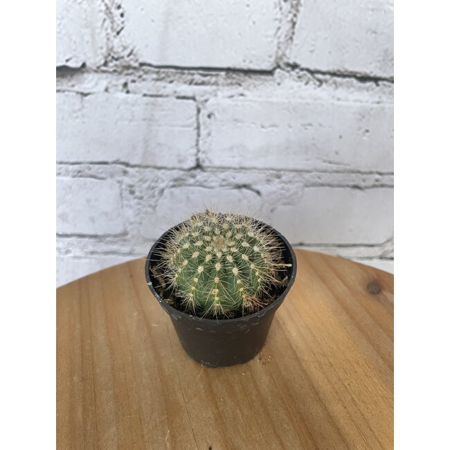 2.5” Asst Cactus
