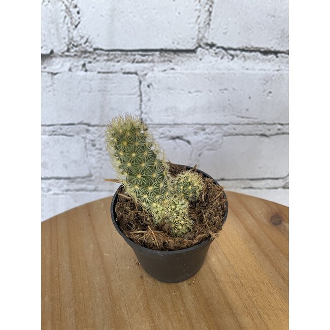 2.5” Asst Cactus