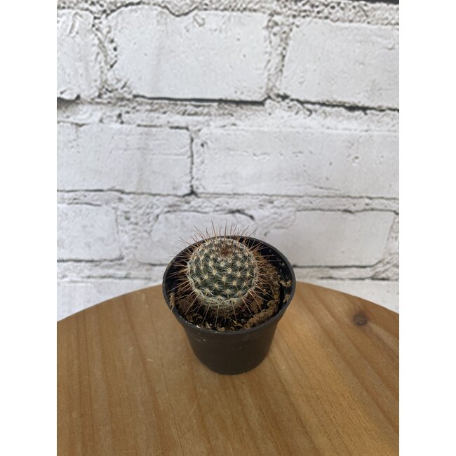 2.5” Asst Cactus