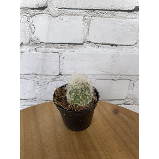 2.5” Asst Cactus