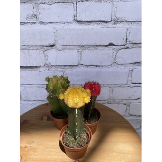 Grafted Cactus