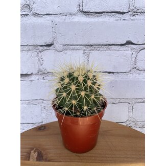 3.5" Asst Cactus