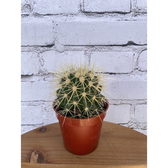 3.5" Asst Cactus