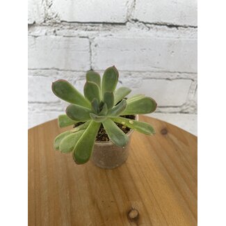 2.5" Asst Tropical Foliage
