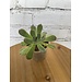 2.5" Asst Tropical Foliage