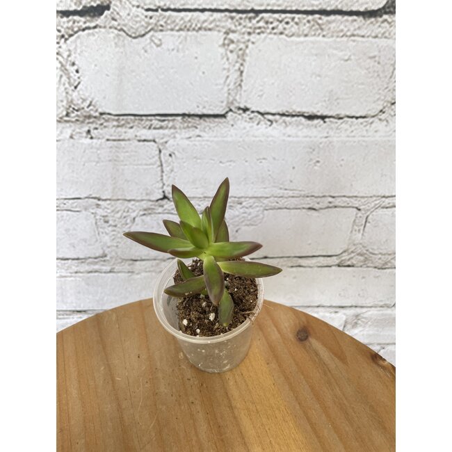2.5" Asst Tropical Foliage