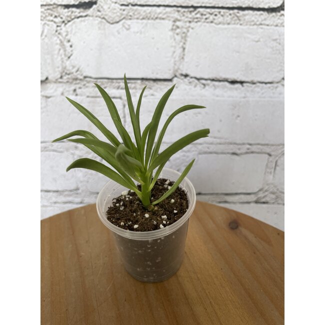 2.5" Asst Tropical Foliage