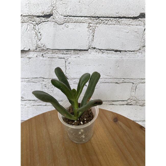 2.5" Asst Tropical Foliage