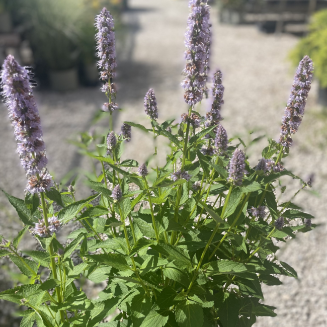 Agastache - Blue Fortune