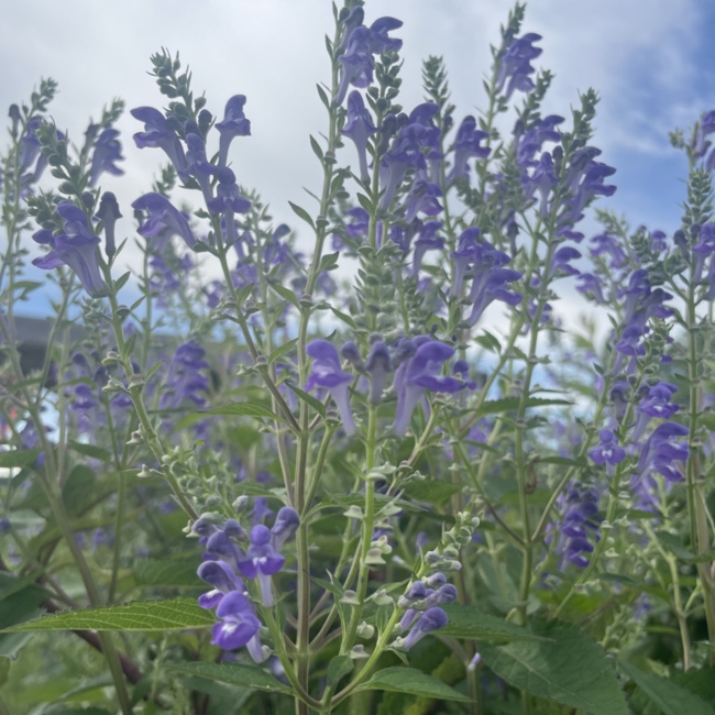 Scutellaria - Downy Skullcap Native 2 Gal