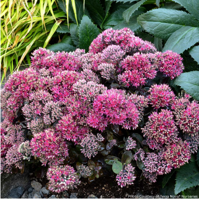 Sedum - Dynomite 1 Gal