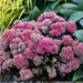 Sedum - Dynomite 1 Gal