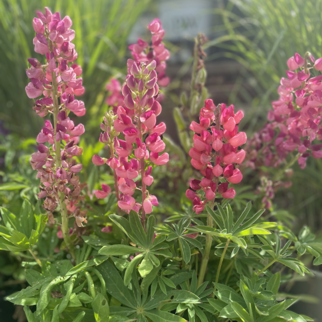 Lupin - Gallery Pink 1 Gal