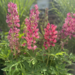 Lupin - Gallery Pink 1 Gal