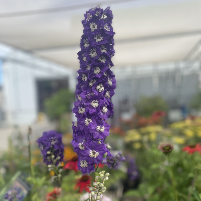 Delphinium - Dark Blue/White Bee 1 Gal