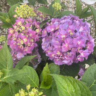 Hydrangea - Lets Dance Arriba PW 2 Gal