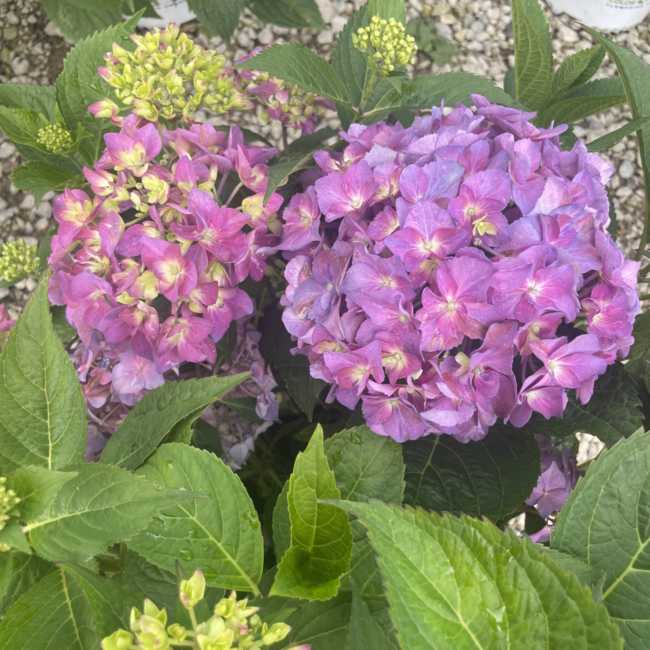 Hydrangea - Let's Dance Arriba PW 2 Gal