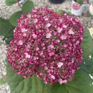 Hydrangea - Incrediball Blush 2 Gal