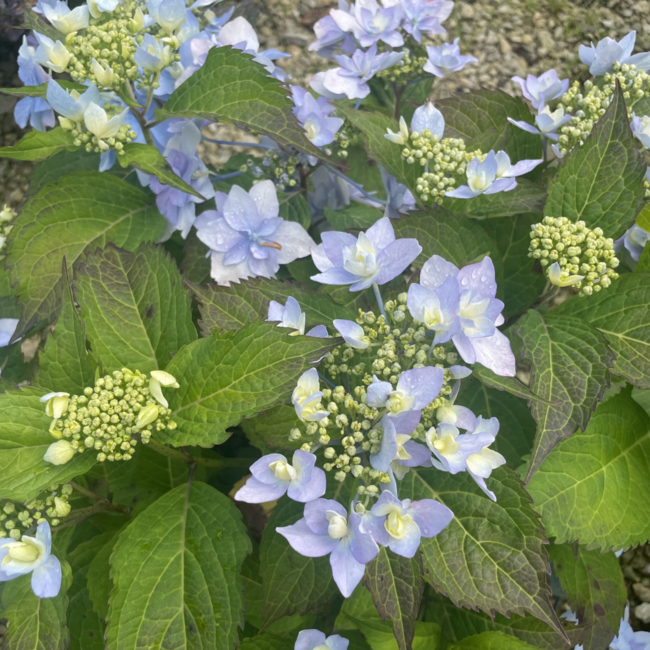 Hydrangea - Tuff Stuff Ah-Ha