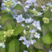 Hydrangea - Tuff Stuff Ah-Ha