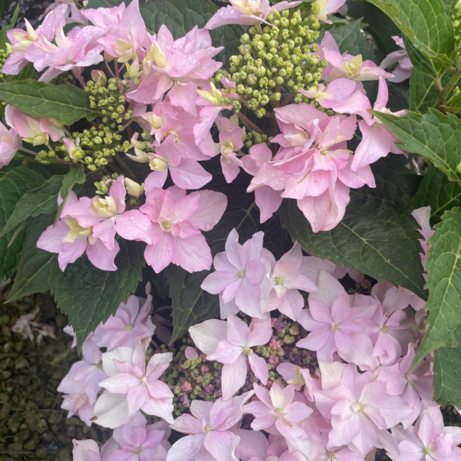 Hydrangea - Tuff Stuff Ah-Ha