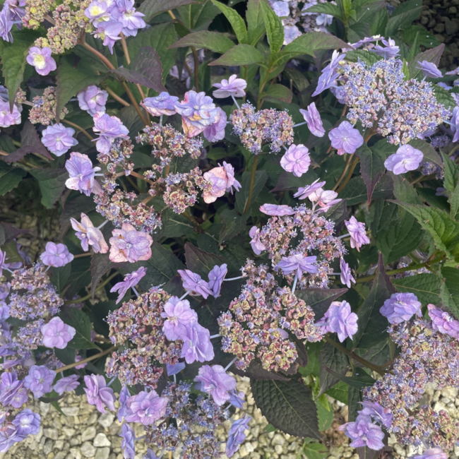 Hydrangea - Tiny Tuff Stuff PW 2 Gal