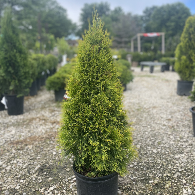 Cedar - Highlight Janed Gold 3 Gal