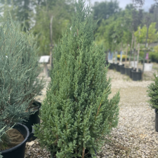 Juniper - Blue Point 80cm 5 Gal