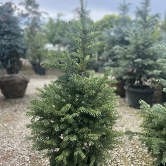 Colorado Blue Spruce 3 Gal