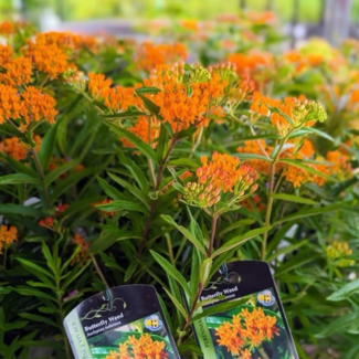 Asclepias Tuberosa Butterfly Weed - Native 1 Gal