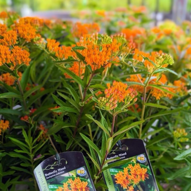Asclepias Tuberosa Butterfly Weed - Native 1 Gal