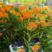 Asclepias Tuberosa Butterfly Weed - Native 1 Gal