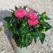 Monarda Bee Balm - Bubblegum Blast 1 Gal