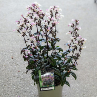 Penstemon Beard Tongue - Blackbeard 2 Gal