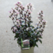 Penstemon Beard Tongue - Blackbeard 2 Gal