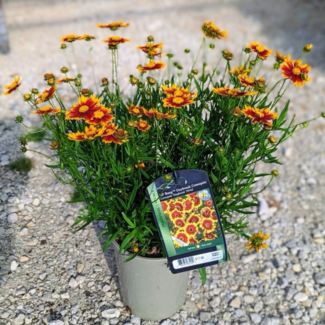 Coreopsis - Little Bang Daybreak 1 Gal