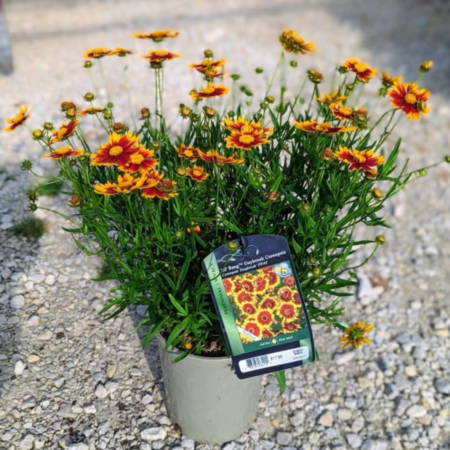Coreopsis - Little Bang Daybreak 1 Gal