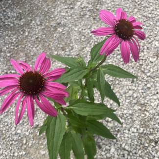 Echinacea - Ruby Star 1 Gal